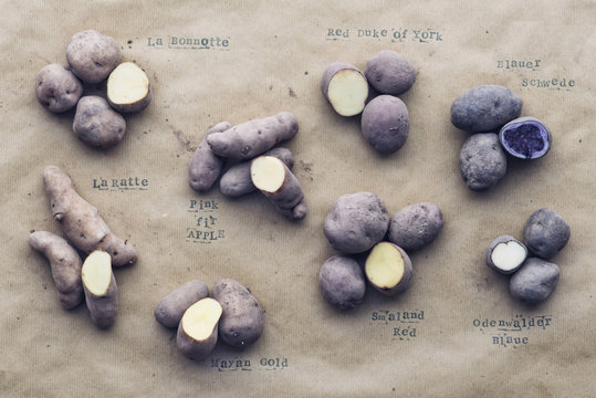 Food: Different sorts of Potatos with printed Names