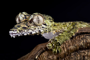 Obraz premium Giant leaf-tailed gecko, Uroplatus giganteus