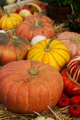 Variaty of colorful pumpkins on seasonal farmer`s market