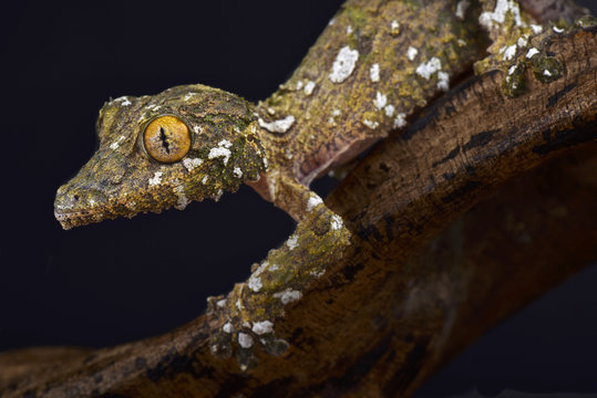 Large mossy leaf-tailed gecko, Uroplatus sameiti