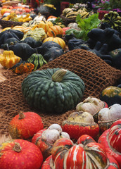 Variaty of colorful pumpkins on seasonal farmer`s market