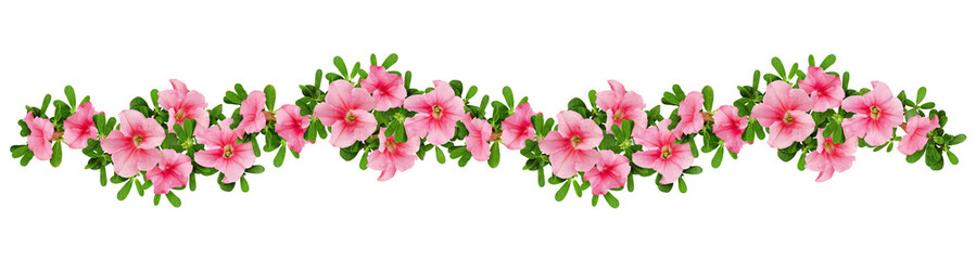 Naklejka na ściany i meble Wave arrangement of petunia flowers