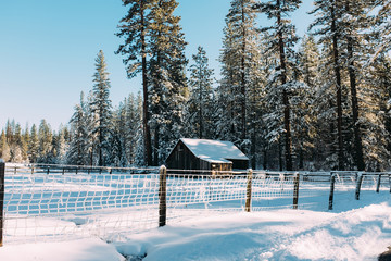 A frost covered fence in the woods.