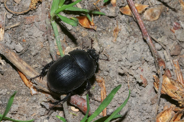 Käfer Waldmistkäfer, Geotrupes stercorosus