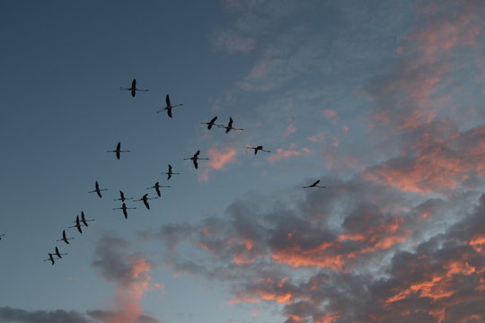 Fenicotteri in volo al tramonto