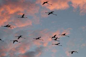 Fenicotteri in volo al tramonto