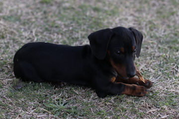 cachorro Dachshund negro 