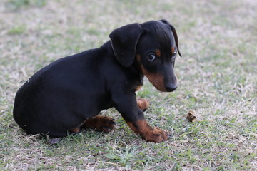 cachorro Dachshund negro 