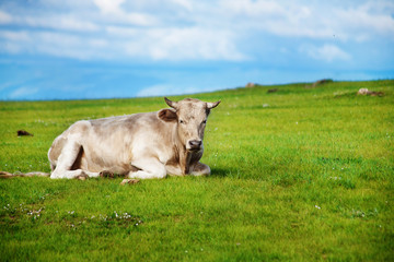 Healthy Cow Lying on Green Grass in Summer Day