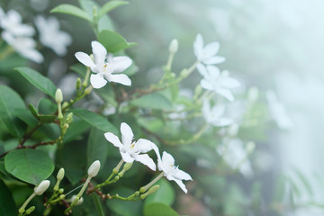 white pud flower blue sky sun light morning