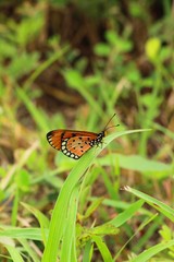 Butterfly with the nature