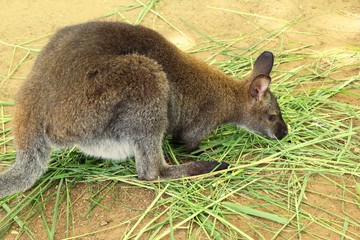 dwarf kangaroo benette in the zoo