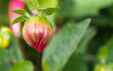 closeup of a colourful flower