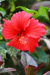 Hibiscus flower at beautiful in the nature
