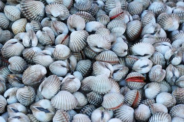 Fresh cockle for cooking in the market
