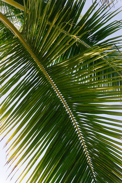 Palm front against blue sky