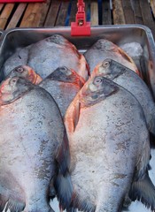 Fresh fish for cooking in the market