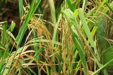 Closed up Golden Ripe Rice Grains in the Paddy Field of Thailand 