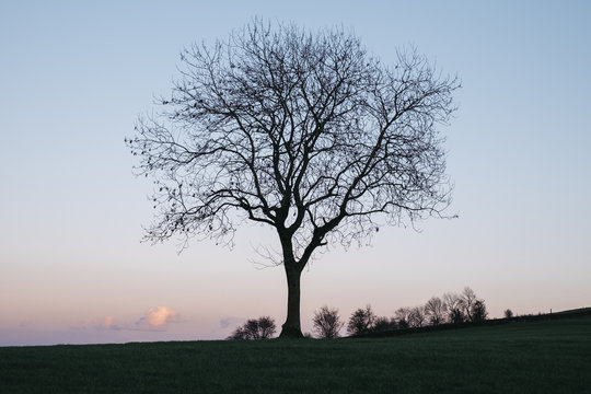 Tree on a hilltop above Matlock silhouetted at twilight. Derbyshire, UK.