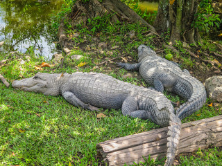 Visiting Miami in Florida