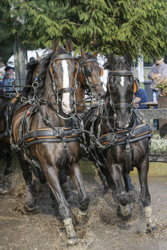 4-span paarden galopperen door de waterbak 