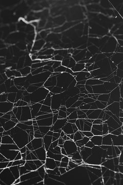 Background of a spider's web.