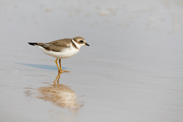 Semipalmated plover