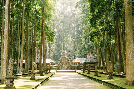 Monkey forest