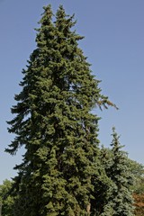 Высокая ель в парке на фоне неба