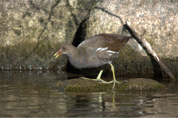 Gr&uuml;nf&uuml;ssiges Teichhuhn