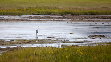 Great blue heron in the marshes of New Brunswick
