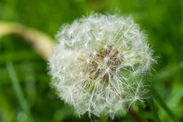 dandelion close-up.