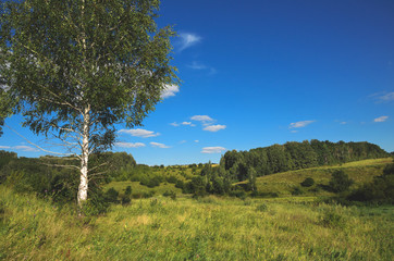 Sunny summer landscape with birches.Soft tones.Tula region,Russia