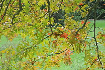 Ahornblätter im Herbst