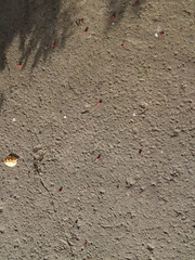 berries on concrete texture
