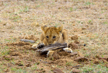 playful lion cub in masai mara