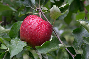 Jabłko w deszczu