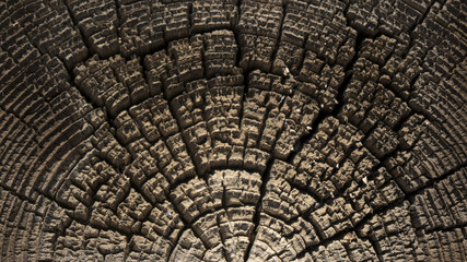 Fototapeta premium Scars of time