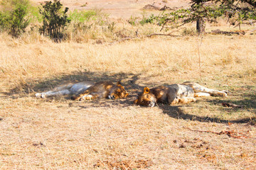lions asleep in the mara