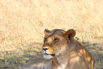 african lioness