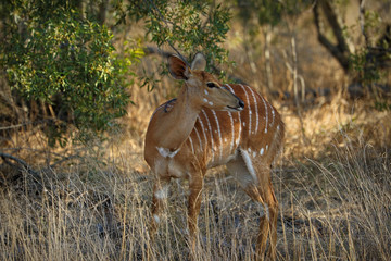 Antelopes in the Kruger National Park, South Africa