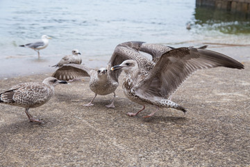 Seagulls feeding on waterfront 