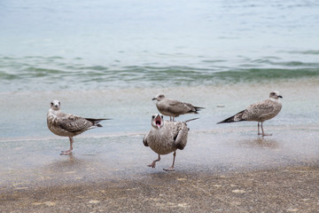 Seagulls feeding on waterfront 