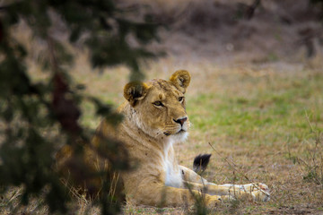 lioness in the masai mara