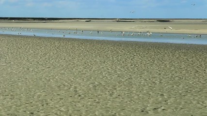 Les oiseaux de la baie de Mont-Saint-Michel à marée basse
