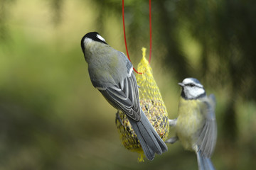 Meise am Meisenknödel fressend