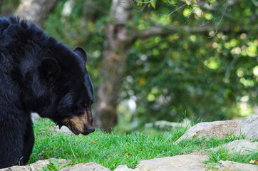 Fototapeta premium Bear Walk