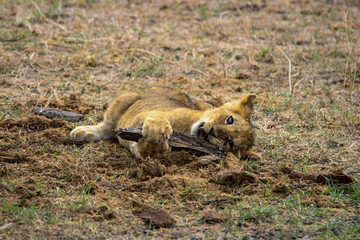 lion cub playing