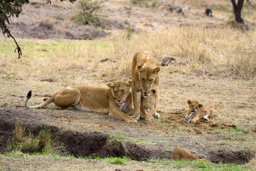 lion pride in masai mara