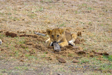 playful lion cub